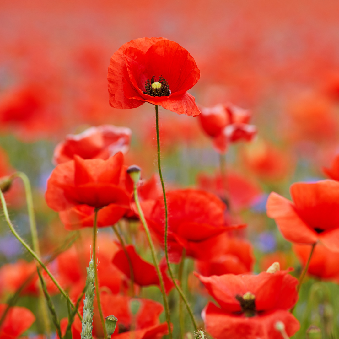 ANZAC Day Article (3).png